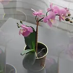 شقة Casa Penny *
