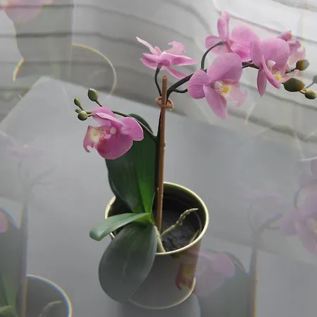 Apartmán Casa Penny *